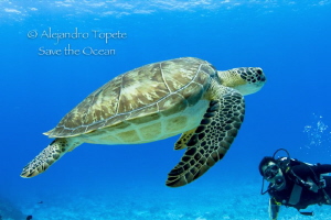 Green Turtle and diver, Cozumel Mexico by Alejandro Topete 